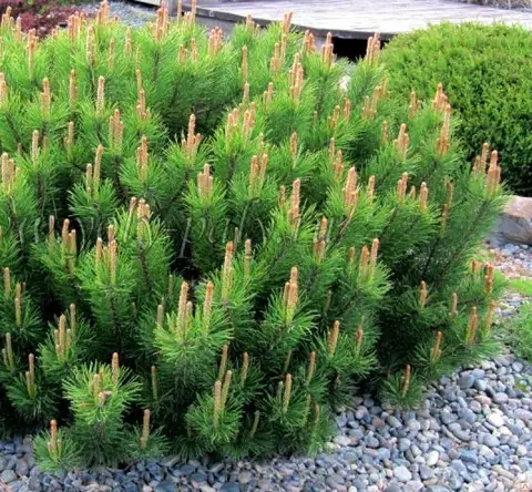 Сосна горная Pinus mugo "Pumilio" С2/3, h=15-20