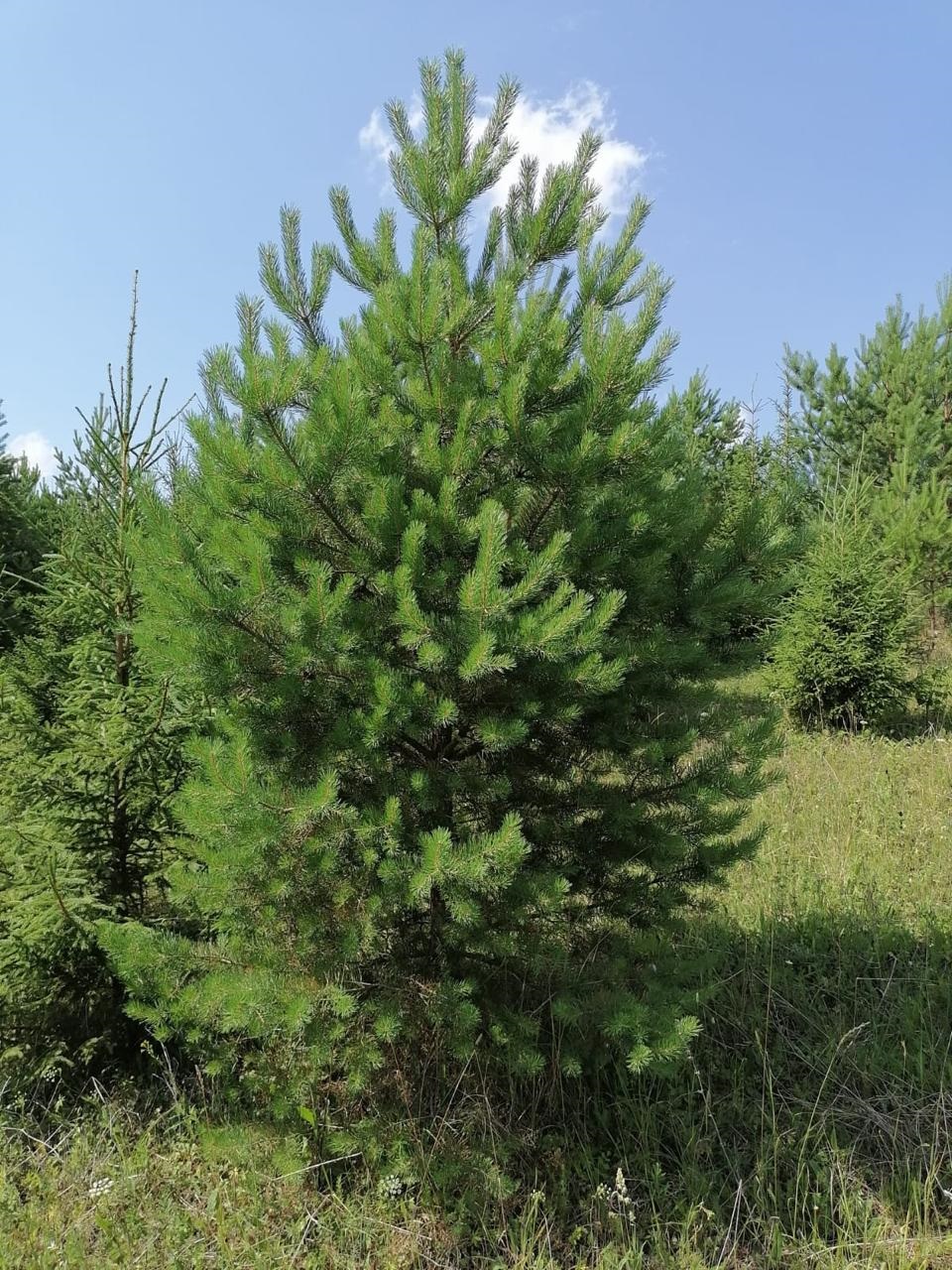 Сосна обыкновенная Pínus sylvéstris (ком+сетка) h 3.0-3.5