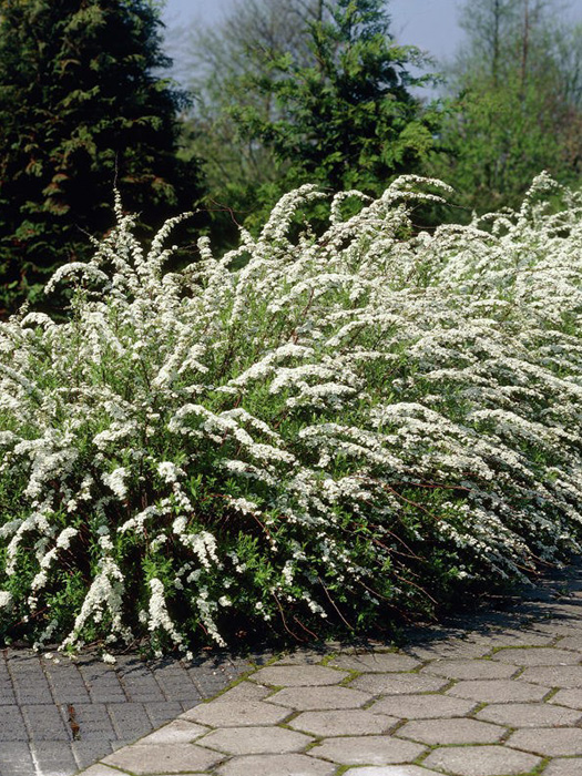 Спирея серая Spiraea cinerea "Grefsheim"