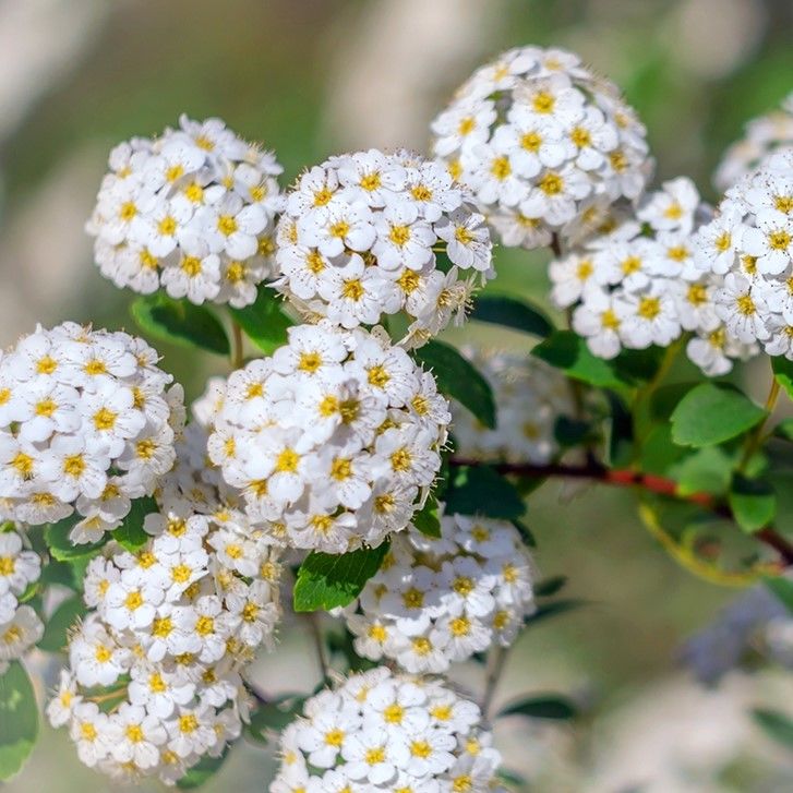 Спирея Вангутта Spiraea x vanhouttei