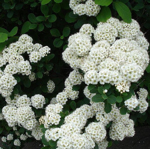 Спирея японская Spiraea japonica "Albiflora"