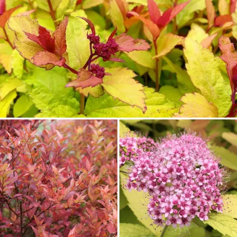 Спирея японская Spiraea japonica "Firelight"