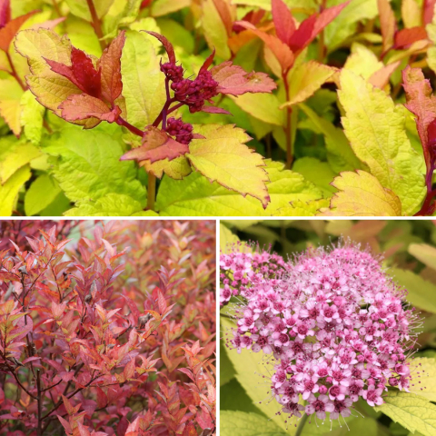 Спирея японская Spiraea japonica "Firelight"