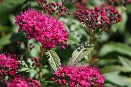 Спирея японская Spiraea japonica "Froebelii"