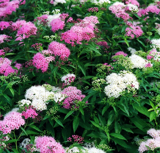 Спирея японская Spiraea japonica "Genpei"