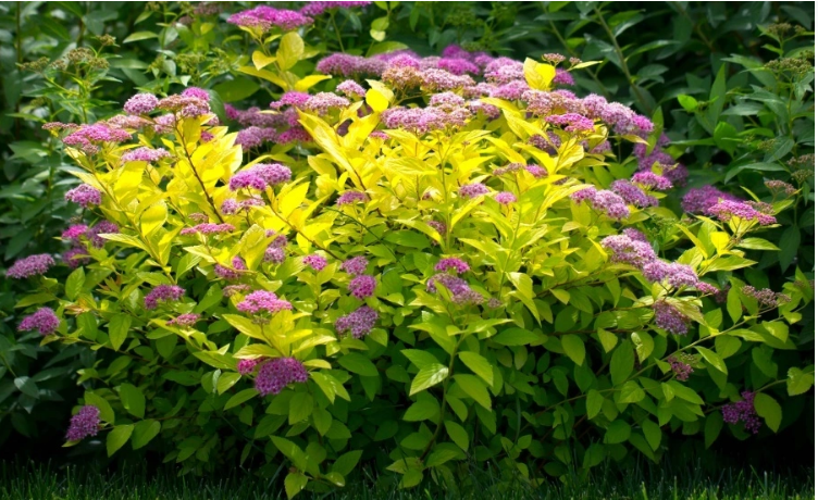 Спирея японская Spiraea japonica "Goldmound"