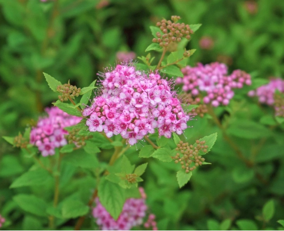 Спирея японская Spiraea japonica "Little princess"