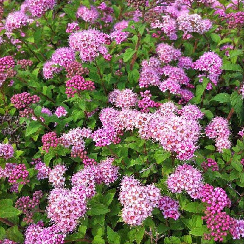 Спирея японская Spiraea japonica "Nana"