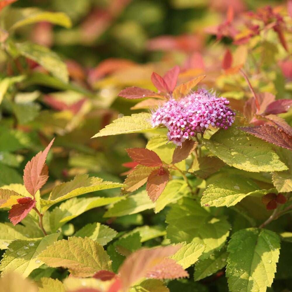 Спирея японская Spiraea japonica "Pink and Gold "