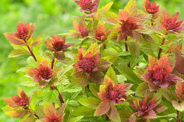 Спирея японская Spiraea japonica "Sparkling Champagne"