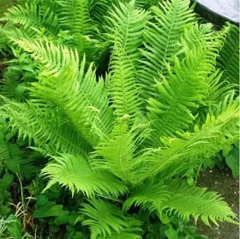 Страусник обыкновенный Matteuccia struthiopteris С2/3