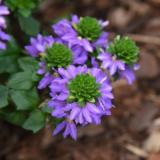 Сцевола приятная «Индиго Тач» Scaevola aemula "Indigo Touch" Кашпо 5л