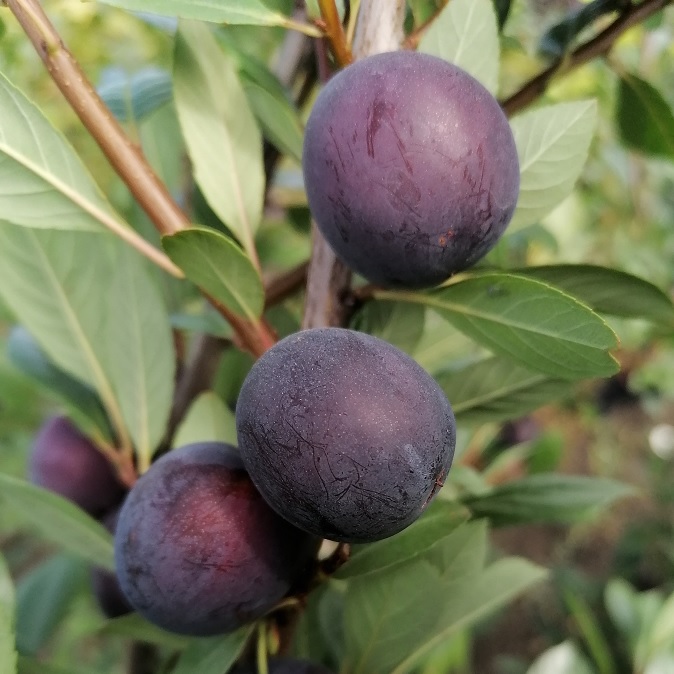 СВГ "Опата" С5