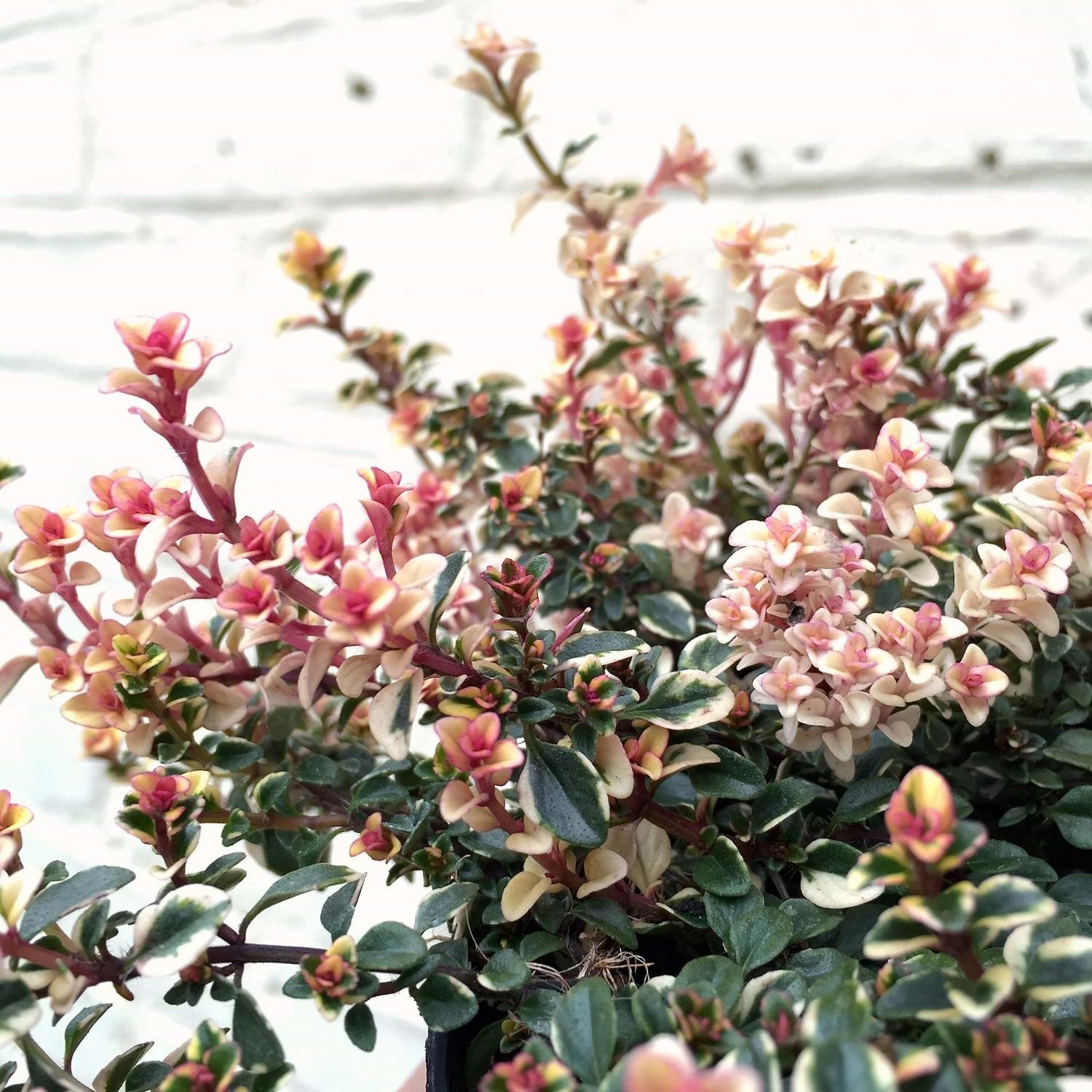 Тимьян блошиный "Фоксли" Thymus alpestris "Foxley" С2/3