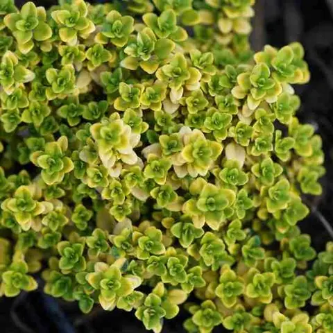 Тимьян лимоннопахнущий "Голди" Thymus citriodorus "Goldy" С2/3