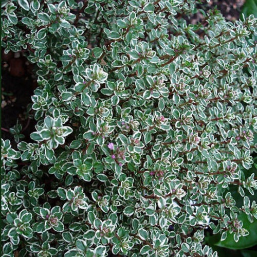 Тимьян лимоннопахнущий "Сильвер Куин" Thymus citriodorus "Silver Queen" С2/3