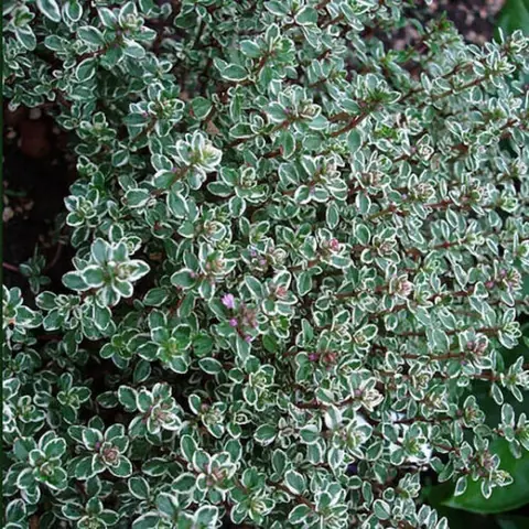 Тимьян лимоннопахнущий "Сильвер Куин" Thymus citriodorus "Silver Queen" С2/3