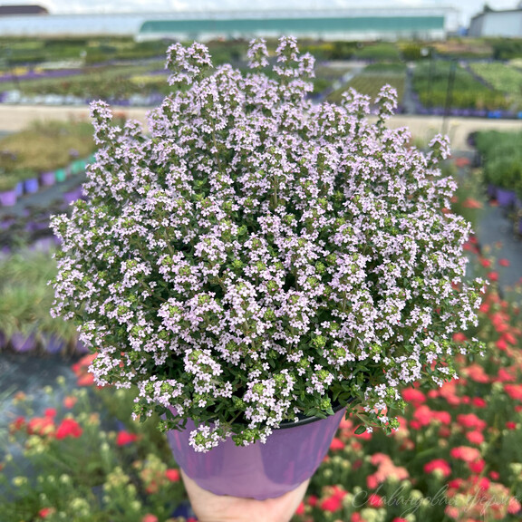 Тимьян обыкновенный "Фредо" Thymus vulgaris "Fredo" С2/3