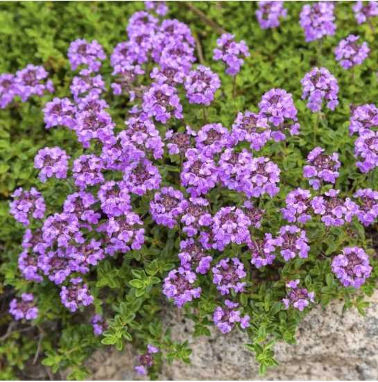 Тимьян обыкновенный "Симпли Хербс" Thymus vulgaris "Simply Herbs" Р9