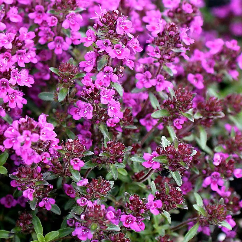 Тимьян ползучий "Перпл Карпет" Thymus serpyllum "Purple Carpe"
