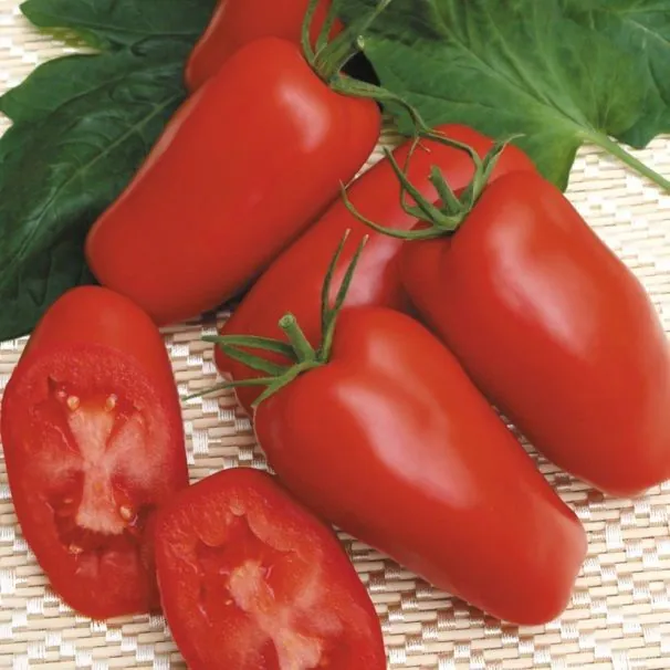 Томат "Гаспачо" Solanum lycopersicum "Gaspacho"