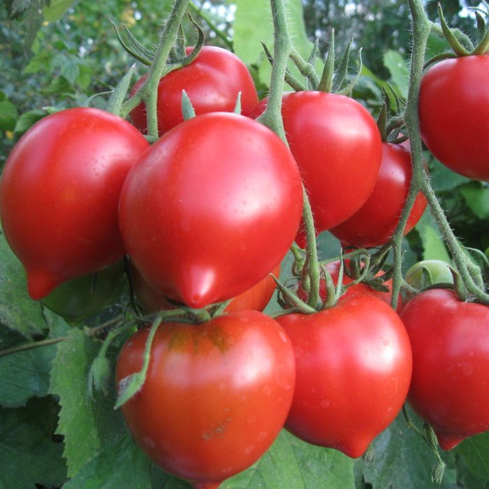 Томат "Примадонна" Solanum lycopersicum "Prima Donna " Р9