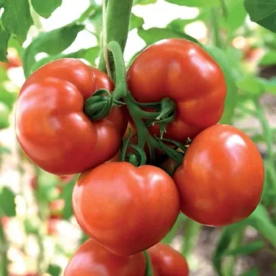 Томат "Рафинад" Solanum lycopersicum "Rafinad"