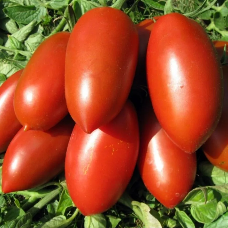 Томат "Ракета" Solanum lycopersicum "Raketa"