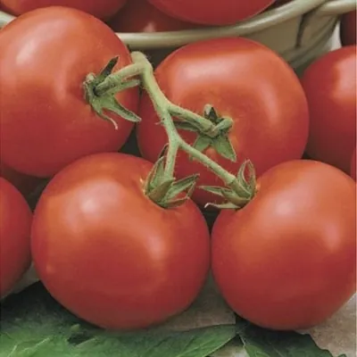 Томат "Санька" Solanum lycopersicum "Sanka"