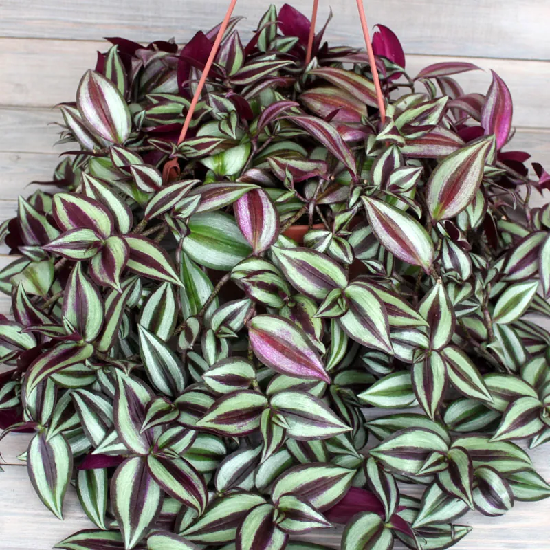 Традесканция зебрина Tradescantia zebrina