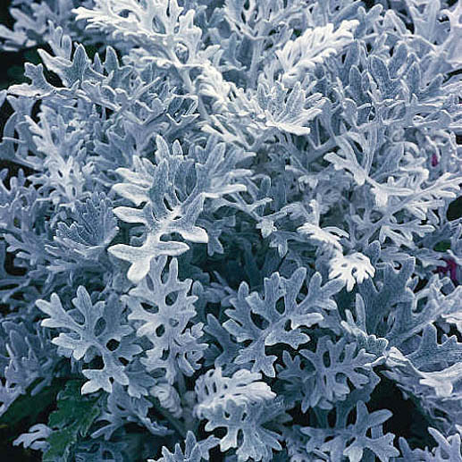 Цинерария приморская «Сильвердаст» Cineraria maritima "Silverdust"