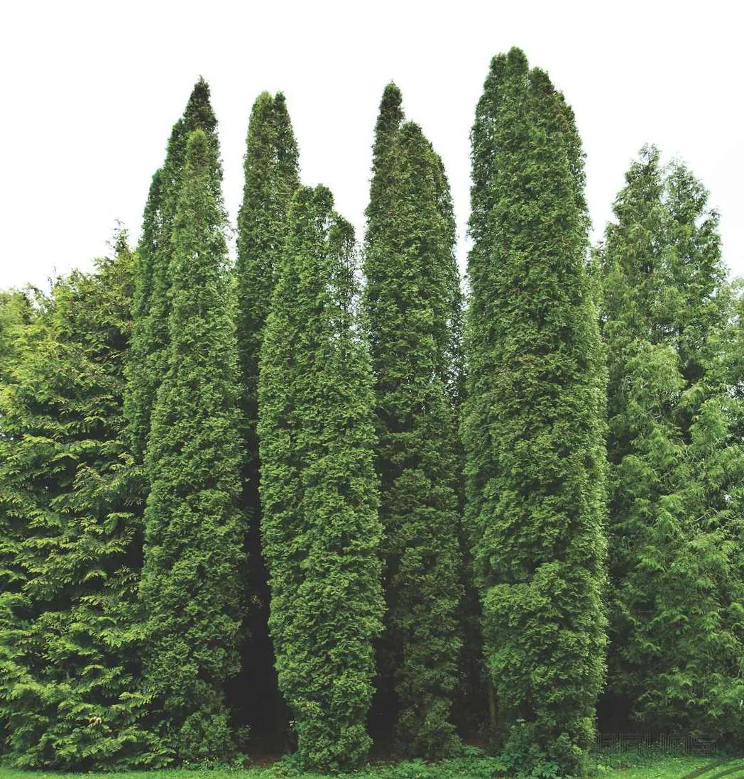 Туя западная Thuja occidentalis "Columna"