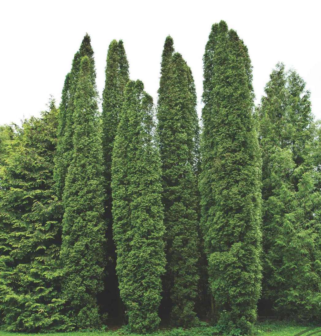 Туя западная Thuja occidentalis "Columna" : С3, h=50-60*