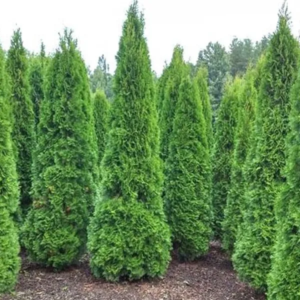 Туя западная Thuja occidentalis "Pyramidalis Compacta"