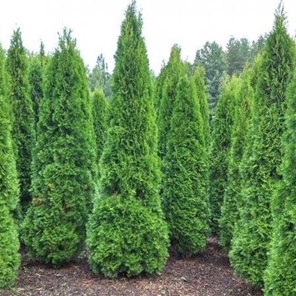 Туя западная Thuja occidentalis "Pyramidalis Compacta" : С7,5, h=60-80*