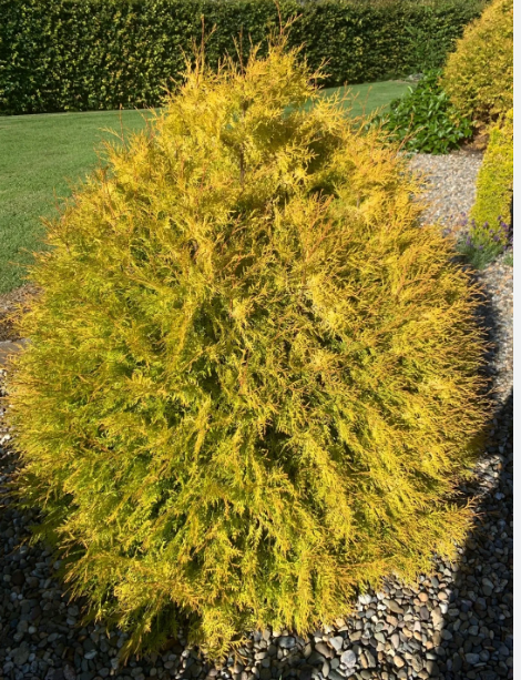 Туя западная Thuja occidentalis "Rheingold" : С7,5, h=20-30*