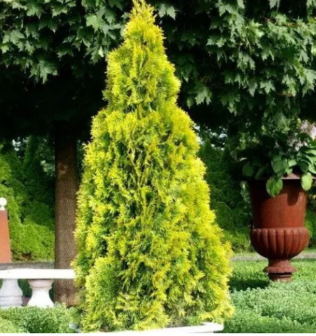 Туя западная Thuja occidentalis "Sunny Smaragd" : С15, h=80-100*