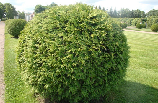 Туя западная Thuja occidentalis "Woodwardii" : С20, h=50-60*