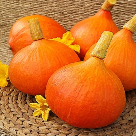 Тыква "Китайский фонарик" Cucurbita maxima "Kitayskiy Fonarik"