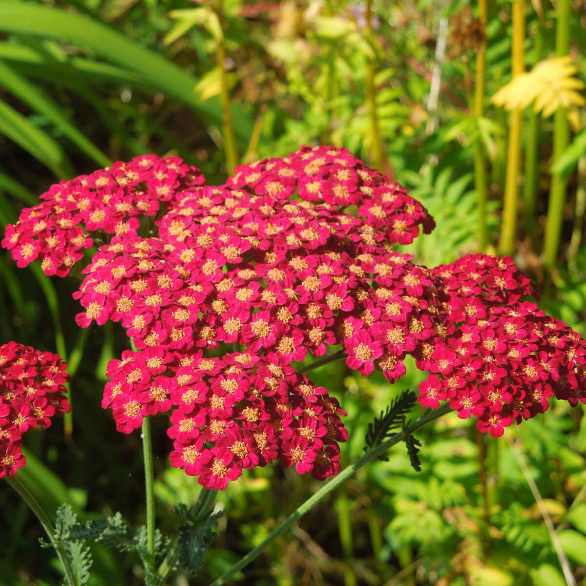 Тысячелистник «Флауербёрст Ред Шейдс» Achillea "Flowerbust Red Shades" С2/3