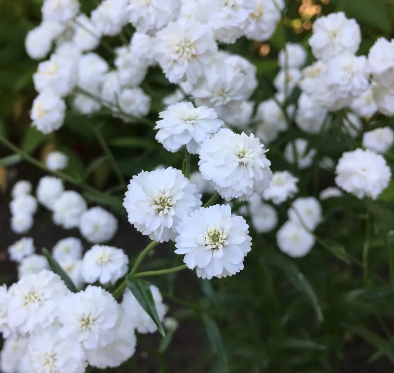 Тысячелистник птармика Achillea ptarmica