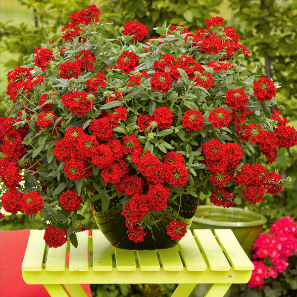 Вербена гибридная "Эстрелла Ред" Verbena × hybrida "Estrella Red" Кашпо 4л