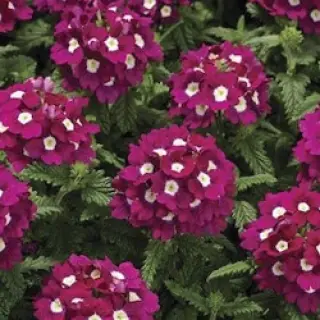 Вербена гибридная "Тускани Бургунди виз Ай" Verbena hybrida "Tuscany Burgundy with"