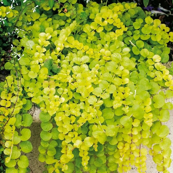 Вербейник монетчатый "Голден Фолиадж" Lysimachia nummularia "Golden Foliage" Кашпо 4л