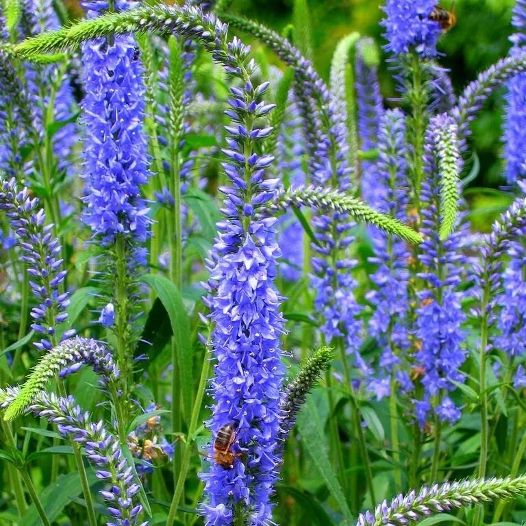 Вероника длиннолистная Veronica longifolia