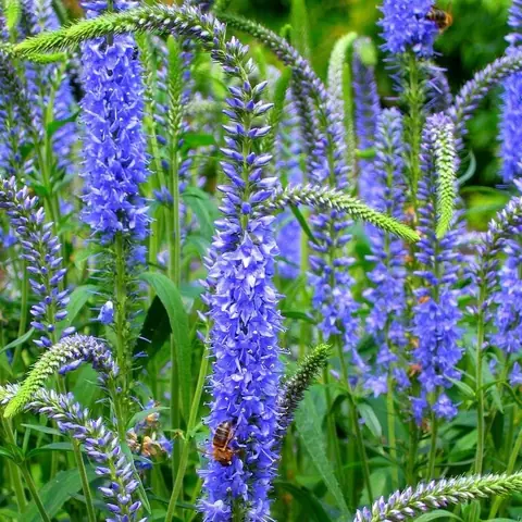 Вероника длиннолистная Veronica longifolia С2/3