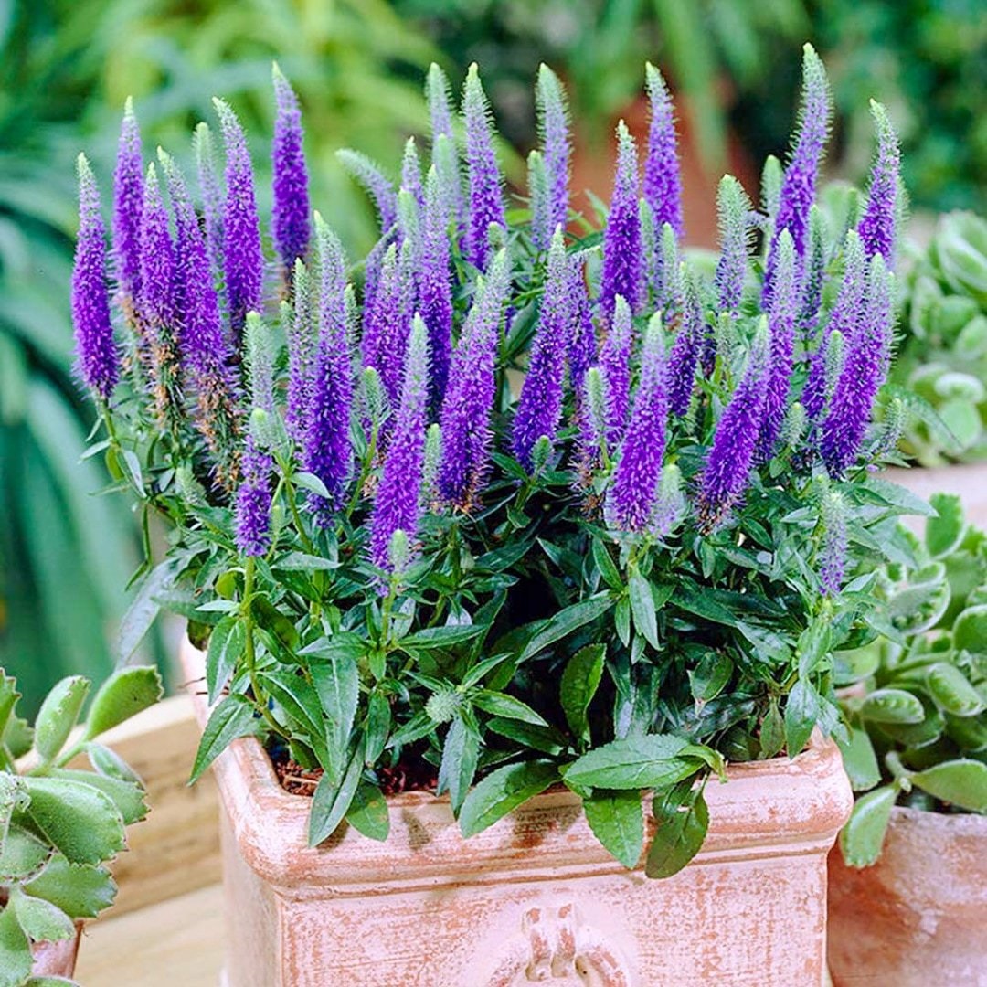 Вероника колосистая "Ульстер Дварф Блю" Veronica spicata "Ulster Dwarf Blue" С2/3