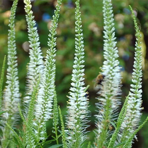 Вероникаструм виргинский "Диана" Veronicastrum virginicum "Diana"