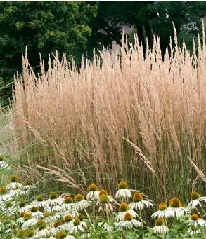 Вейник остроцветковый "Карл Фоерстер" Calamagrostis × acutiflora "Karl Foerster" Р9