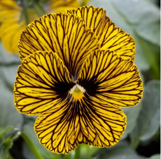 Виола рогатая «Сорбет Тайгер Ай» Viola cornuta "Sorbet Tiger Eye"